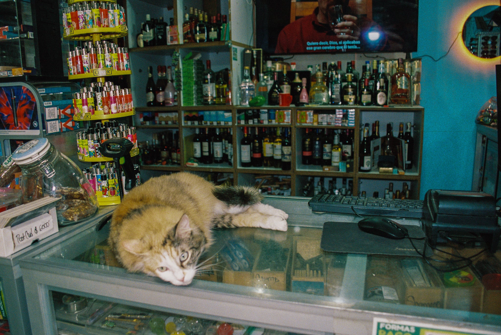 MINCA BODEGA CAT