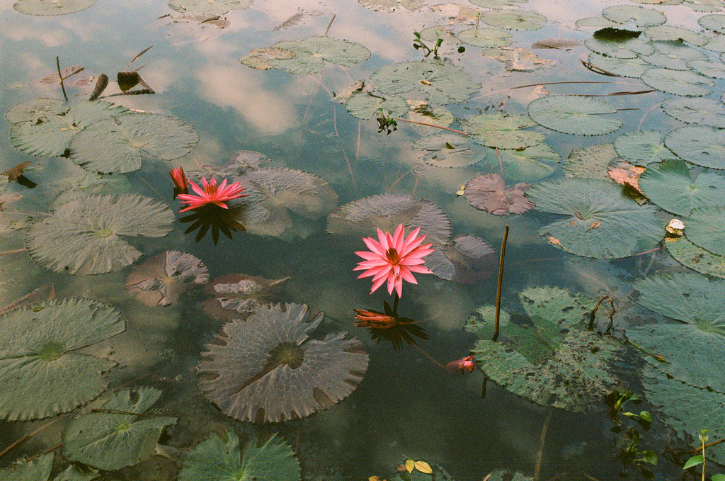 Lotus Bloom